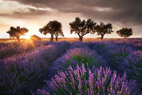 Lavendel in de Provence met mooie bomen in het lavendelveld.