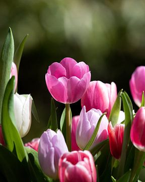 Holländische Tulpen von Bram Martens
