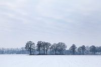 Winter landscape with trees