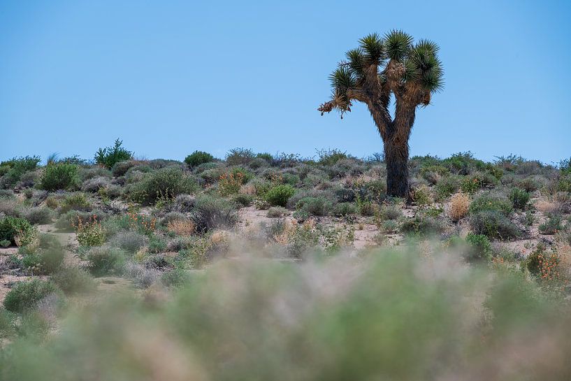 Lonely Keeper - Joshua Tree in the Desert by José IJedema