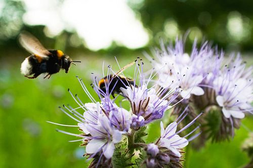 Bloemetjes en bijtjes