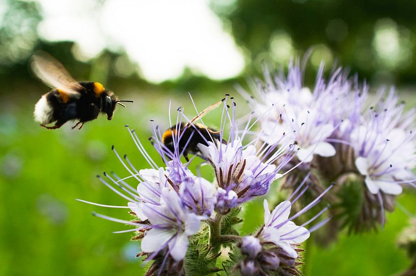 Flowers and bees by Nick van Dijk