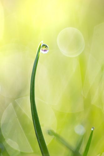 Crocuses caught in dewdrop