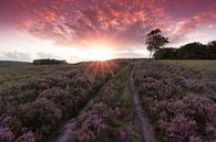 Heide in bloei op de Loenermark tijdens zonsondergang van Rob Kints thumbnail