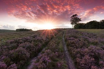 Sunset over Hillside coverd with Blooming Heath von Rob Kints