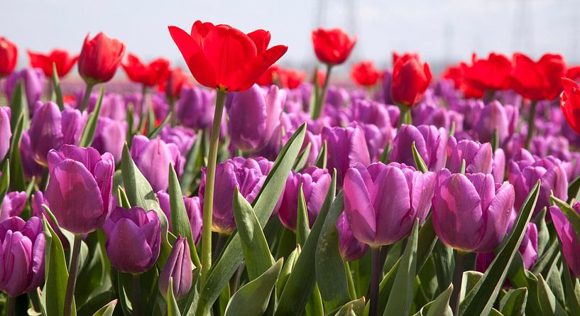 Rode en paarse tulpen von Gerard Burgstede