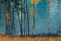 Warme herfsttinten in Mastbos Breda