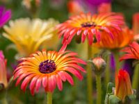 Prachtige gekleurde ijsbloemen