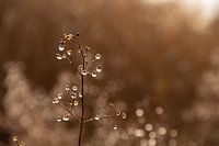 Plants with water droplets on a half foggy day in December
