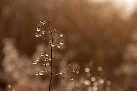 Planten met waterdruppels op een half mistige dag in december van Jacoline van Dijk