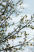 Boom in de lente