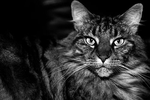 Chat, Maine Coon