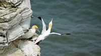Vögel an den Bempton Cliffs von Babetts Bildergalerie Miniaturansicht