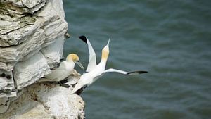 Vögel an den Bempton Cliffs