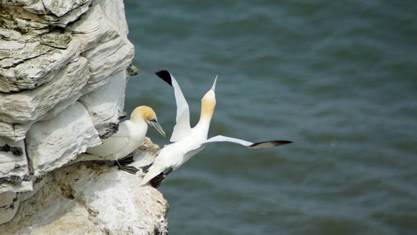 Vögel an den Bempton Cliffs von Babetts Bildergalerie