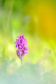 Orchidee von Francis Langenbick