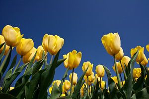 Gele tulpen