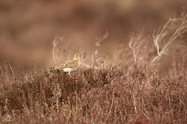 Feldlerche im Moor von cd_photography