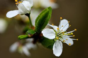 Blüte mit neuem Blatt