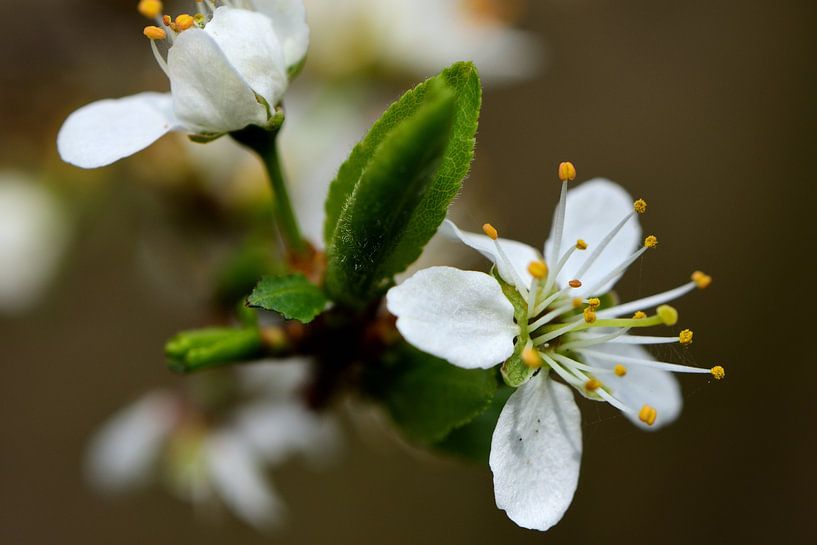 Blossom with new leaf by Gerard de Zwaan