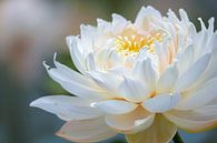 Elegant close-up of flowering white lotus by Imperial Art House thumbnail