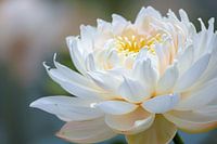 Elegant close-up of flowering white lotus