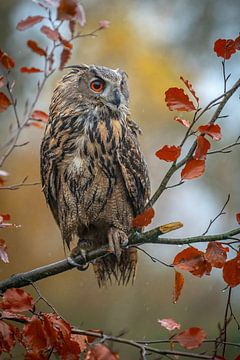 eagle owl