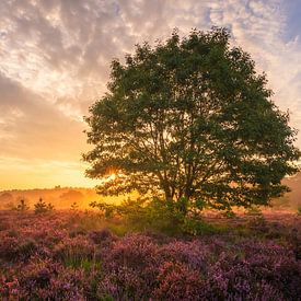 The heather tree by Quirien Marijs