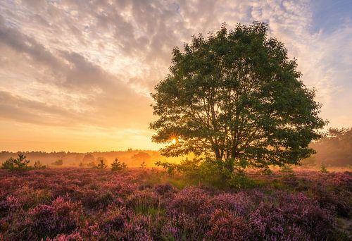 The heather tree