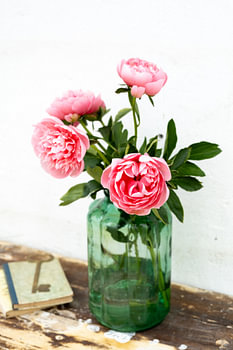 Stillleben: Vase mit rosa Pfingstrosen