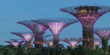 Supertrees, Gardens by the Bay, Singapour sur Markus Lange
