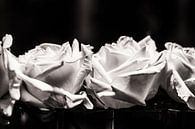 Roses are.... van Ruud van Ravenswaaij thumbnail