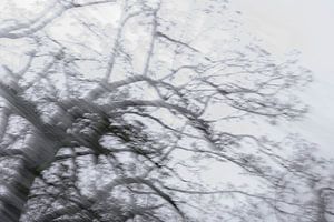 Les arbres. Par tous les temps. 2