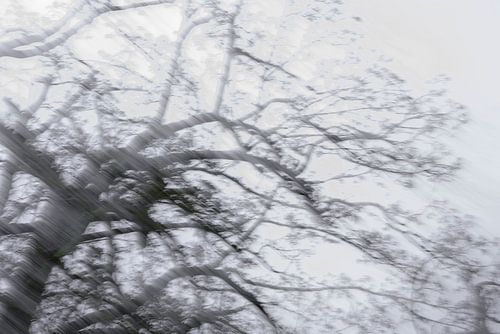 Bomen. In weer en wind. 2