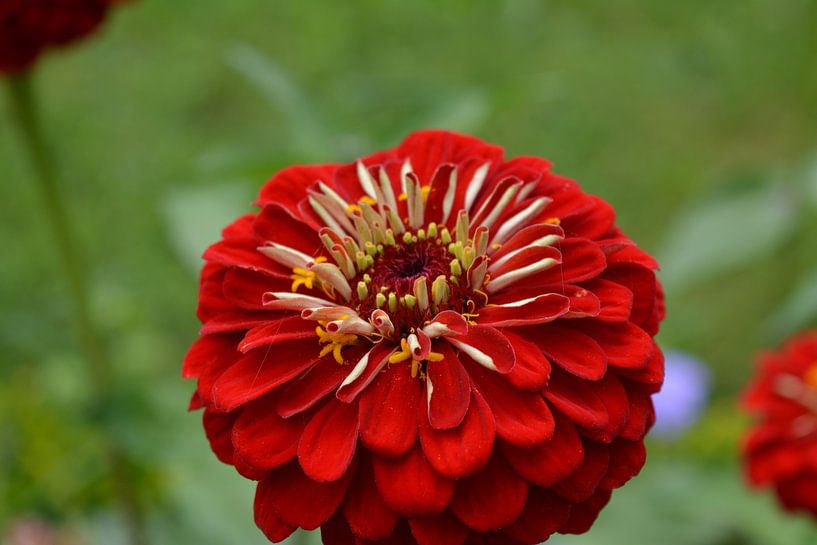 Rode bloem von Edith Martens