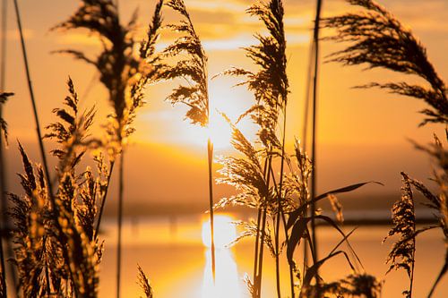 Goodmorning Sunshine