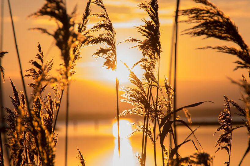 Goodmorning Sunshine by Diana Smits