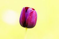 Einsame lila Tulpe in der Sonne