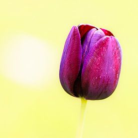 Eenzame paarse tulp in de zon van Shop bij Rob