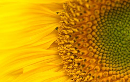 Close up sunflower yellow