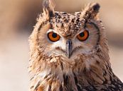 Uil (owl) van Brian Morgan thumbnail