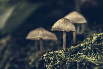 Mushrooms by Hans Lunenburg