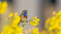 Bluethroat male sings in the oilseed rape