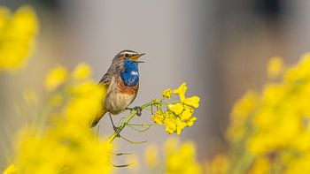 Le mâle de la Gorgebleue chante dans le colza