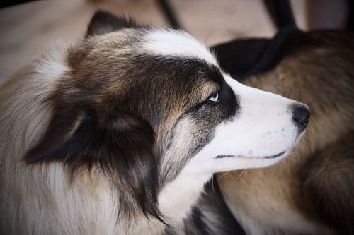 Maan, Husky x Border collie dog