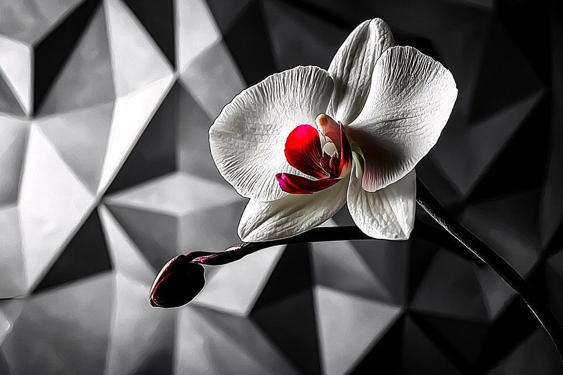 White orchid with geometric background by Art & Soul Creations