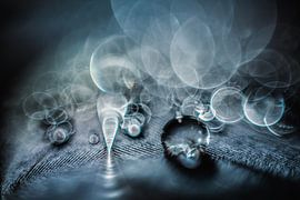 Drops on a feather by Bert Nijholt