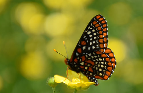Een vlinder in de tuin