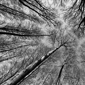 Reach out to the sky - black & white by Remco Bosshard