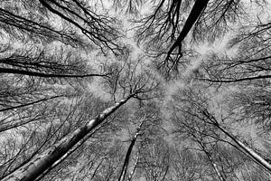 Reach out to the sky - black & white von Remco Bosshard